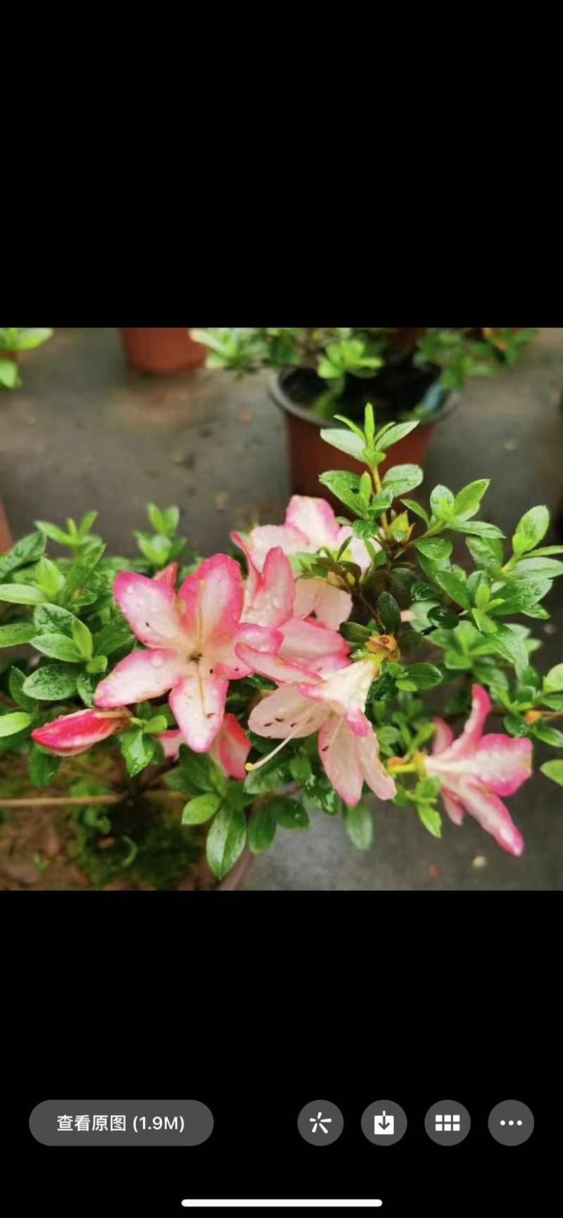 日本进口皋月杜鹃，花色齐全，缤纷多彩！