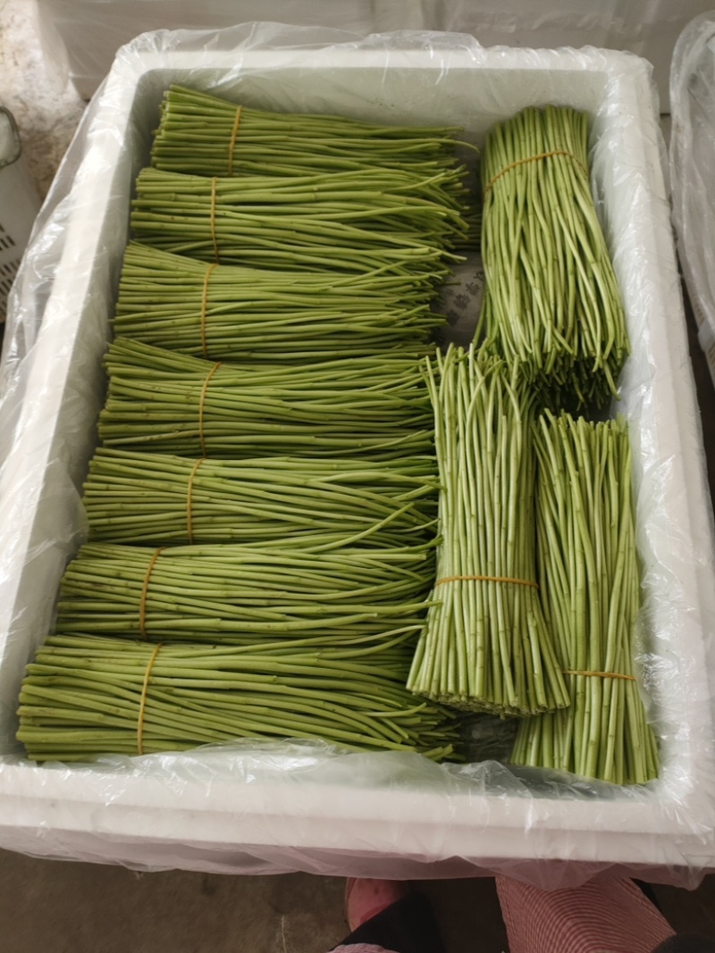 精品芦蒿自家种植一手货源免费看货