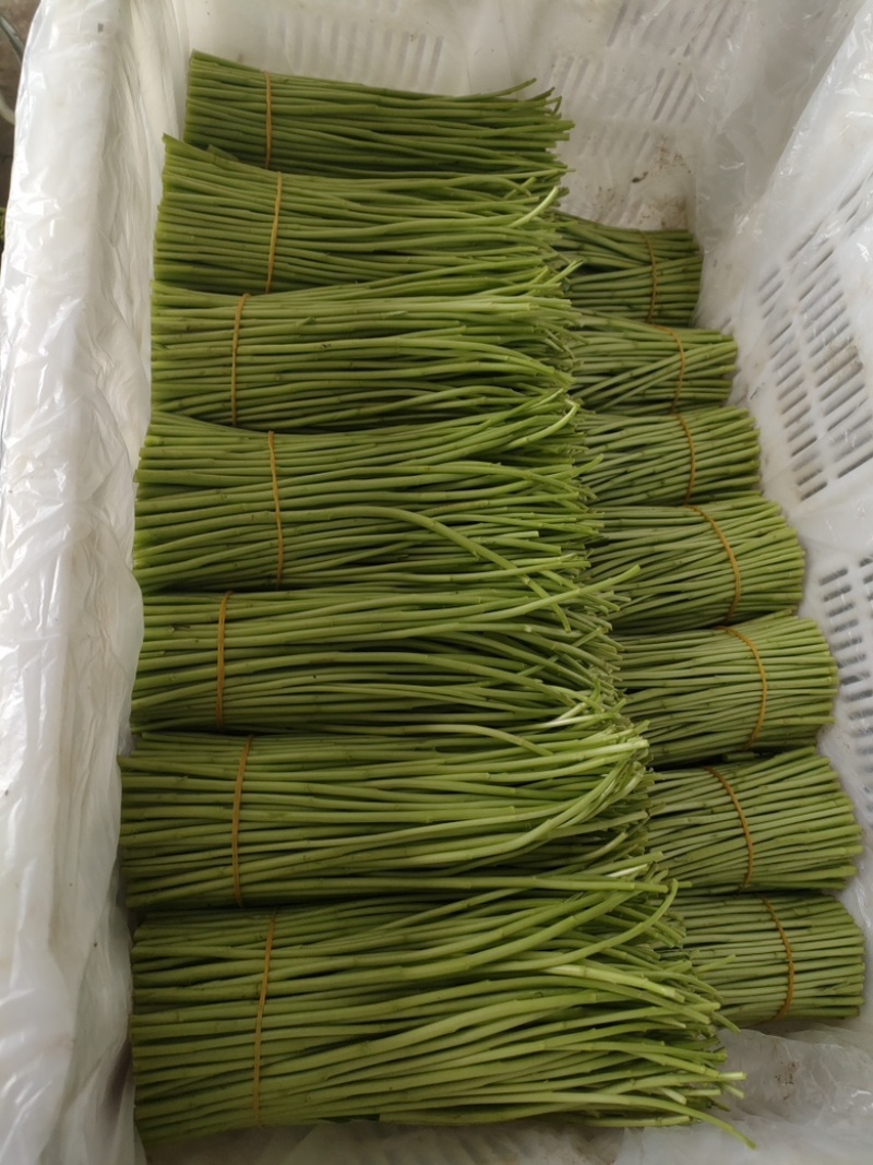 精品芦蒿自家种植一手货源免费看货
