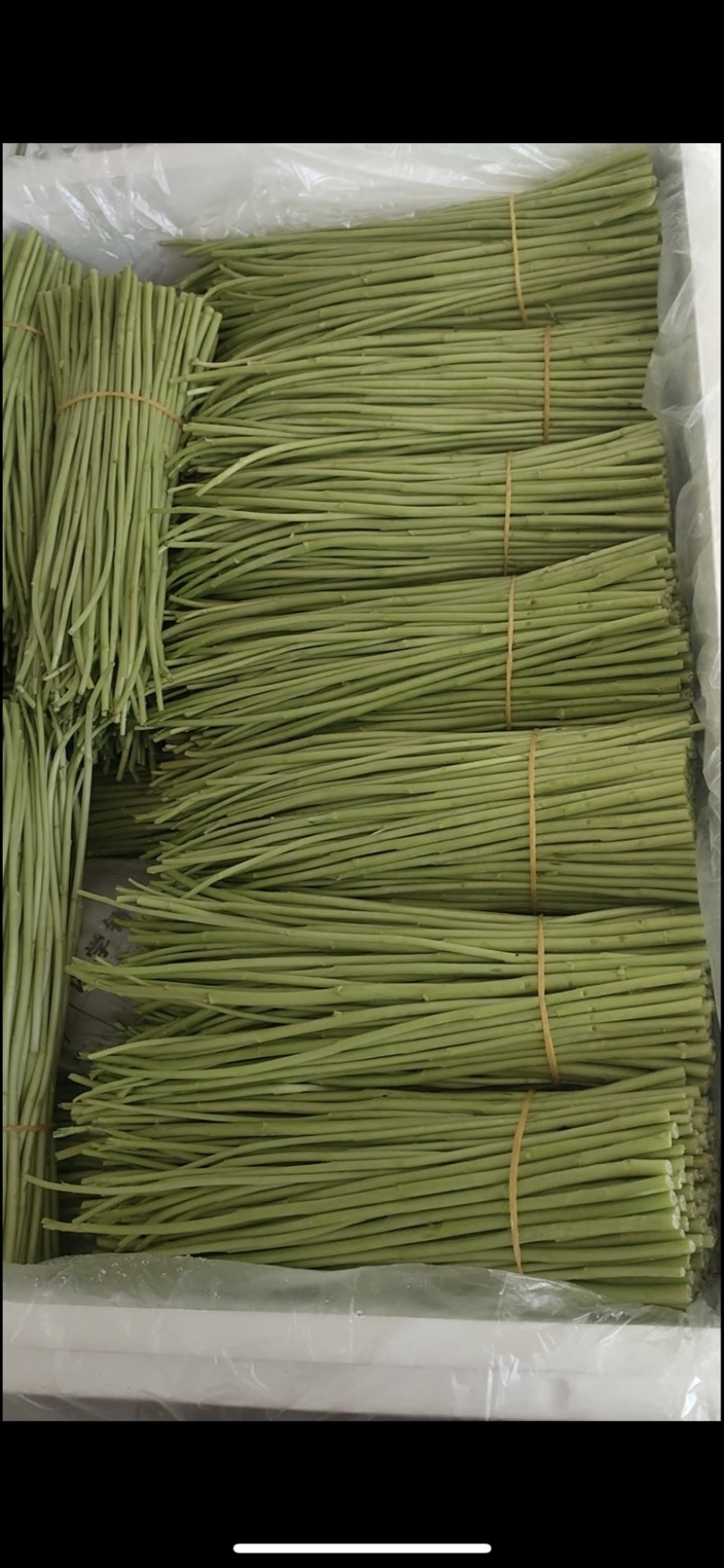 精品芦蒿自家种植一手货源免费看货