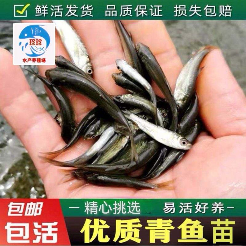 【青鱼苗】青鱼苗，黑鲩鱼苗，鱼场直供，支持全国发货