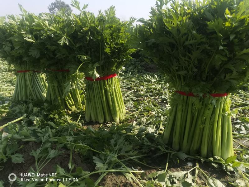 冷库西芹皇后河南开封通许县万亩蔬菜基地，可走市场可电商