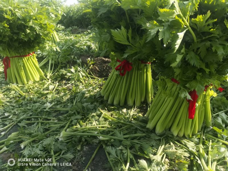 冷库西芹皇后河南开封通许县万亩蔬菜基地，可走市场可电商