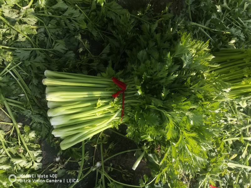 冷库西芹皇后河南开封通许县万亩蔬菜基地，可走市场可电商