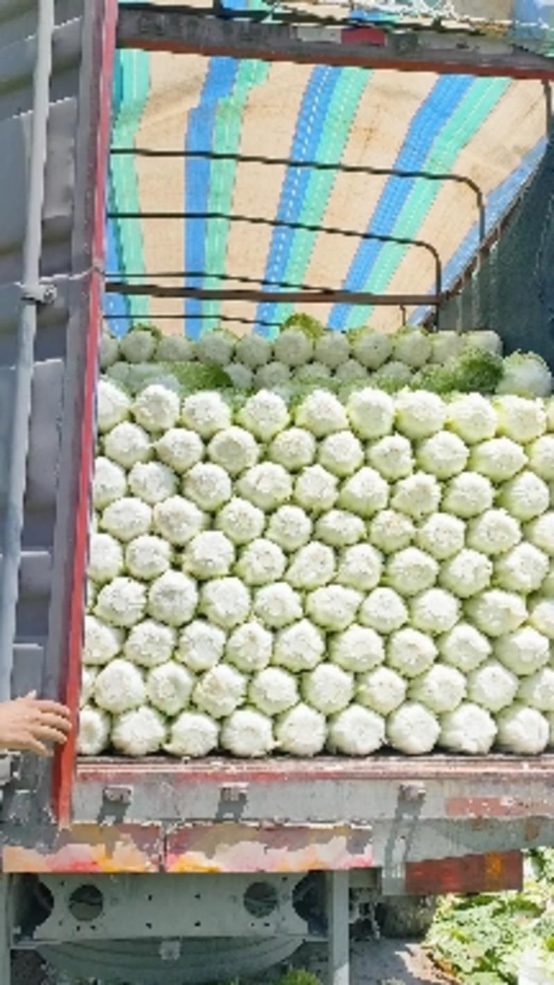 河北定州蔬菜基地大量供应大白菜北京三号白菜黄心大白菜