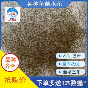 淡水鱼苗各品种种苗水花鱼苗