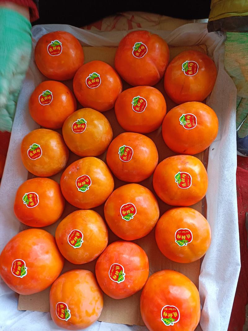 阳丰脆甜柿，口感脆甜，果面金黄，个头大，产量大，销量全国