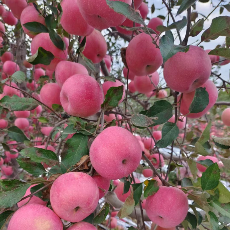 寒富苹果颜色全红口感好产地货源充足