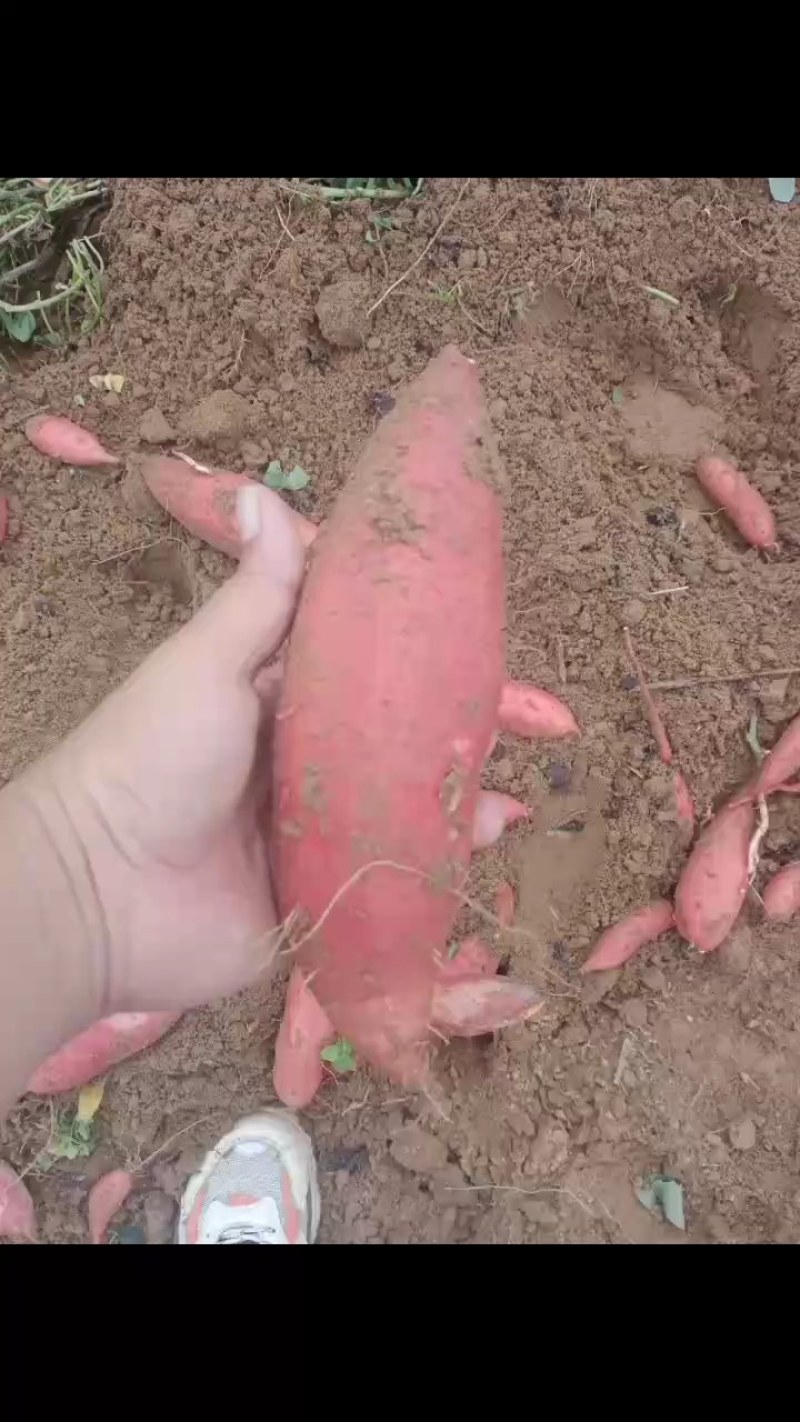 沙地货精品蜜薯西瓜红预售中