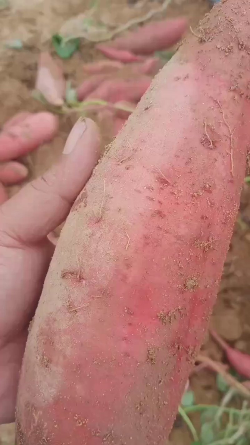沙地货精品蜜薯西瓜红预售中