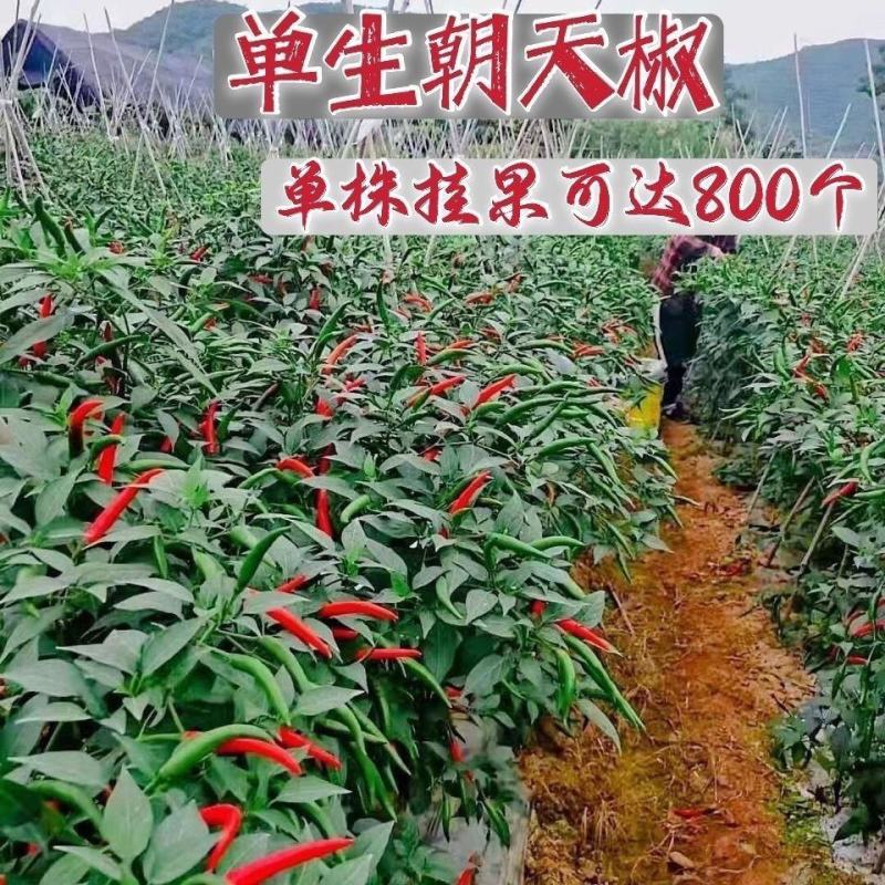 一代杂交大果朝天椒种子超辣高产指天椒种籽大田用辣椒籽单身