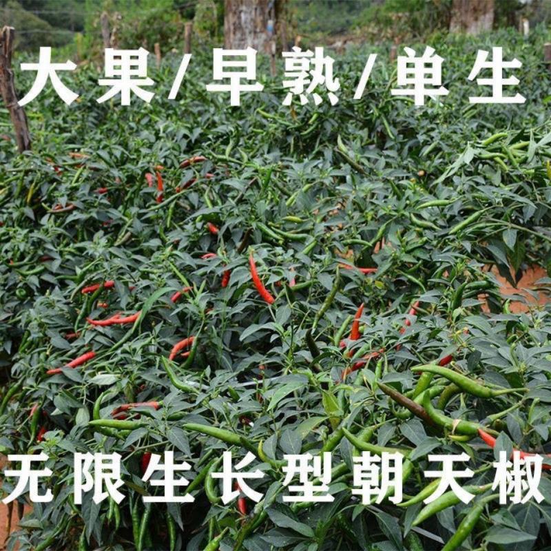 一代杂交大果朝天椒种子超辣高产指天椒种籽大田用辣椒籽单身