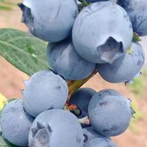 四川凉山蓝莓产地直供新鲜水果鲜果大果量大从优欢迎