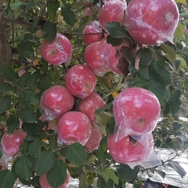 纸夹膜红富士
