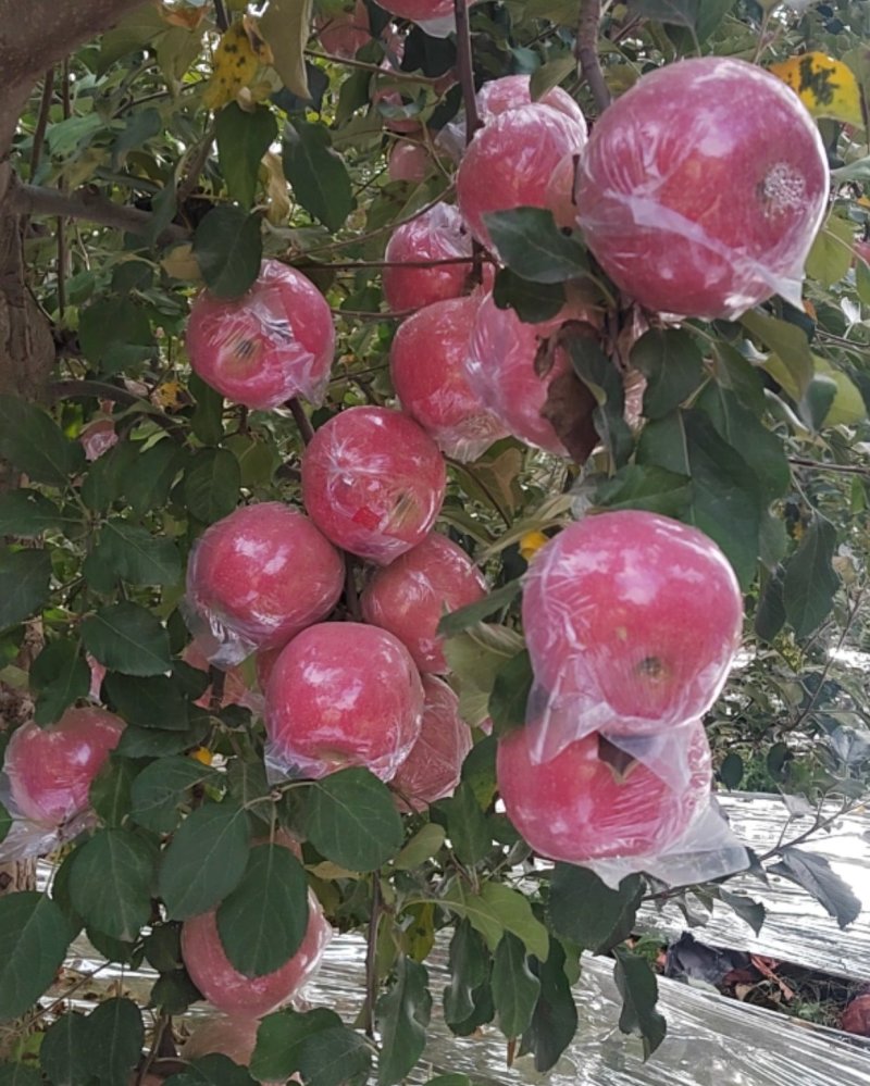 纸夹膜红富士