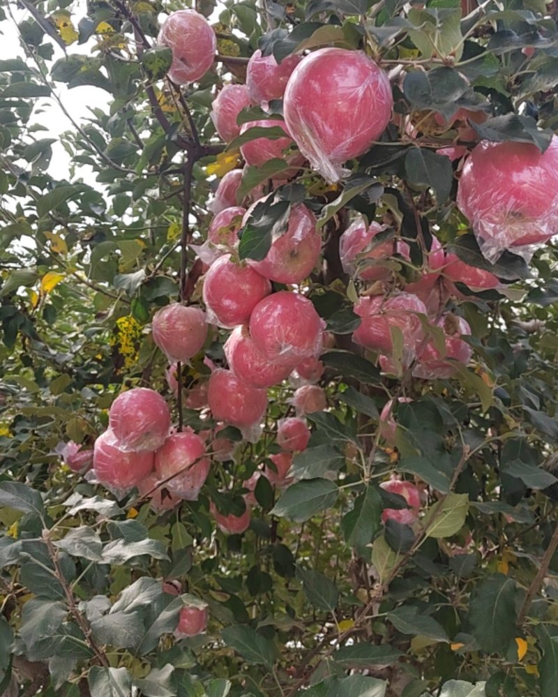 纸夹膜红富士