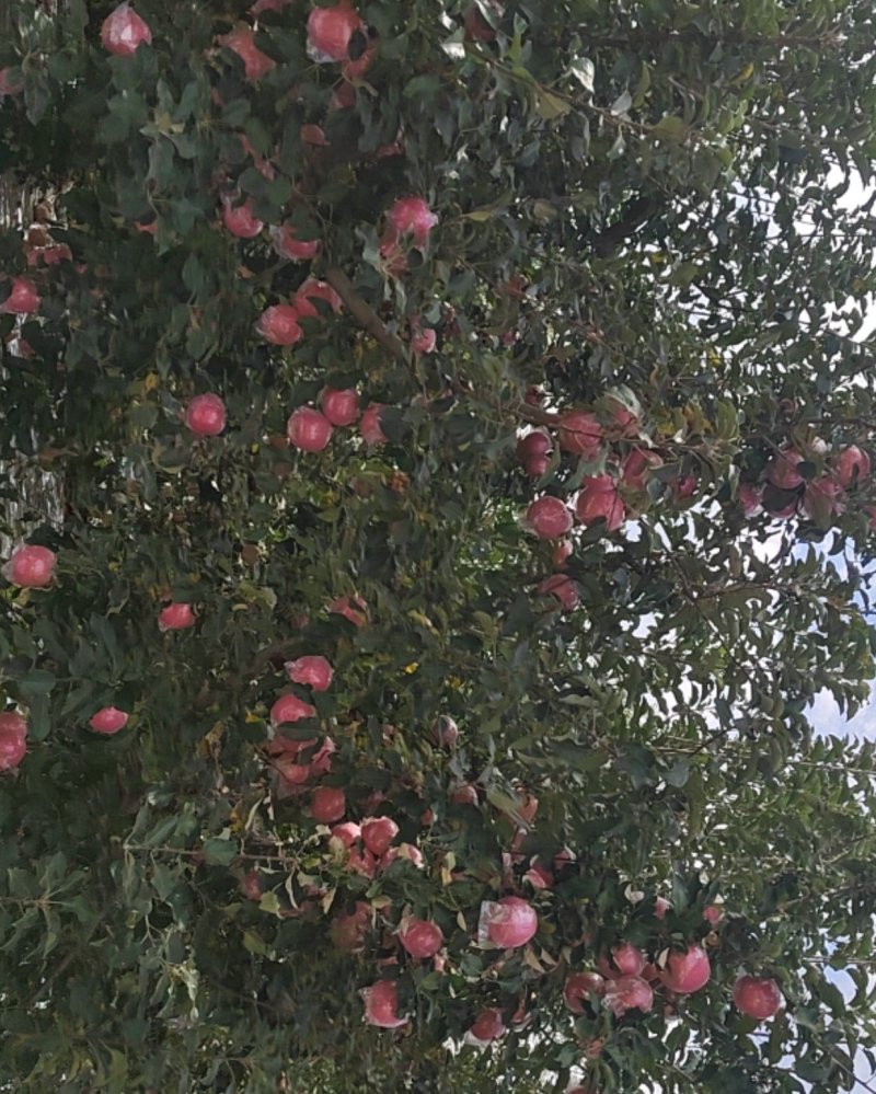 纸夹膜红富士