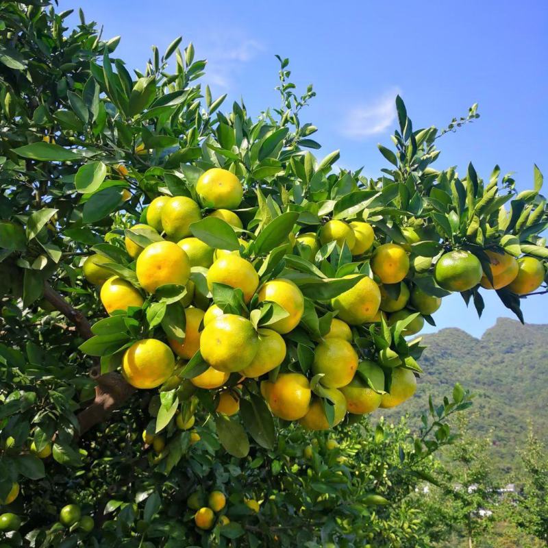 [标题]特早蜜橘湖北宜昌蜜橘产地直发皮薄味甜保质保量