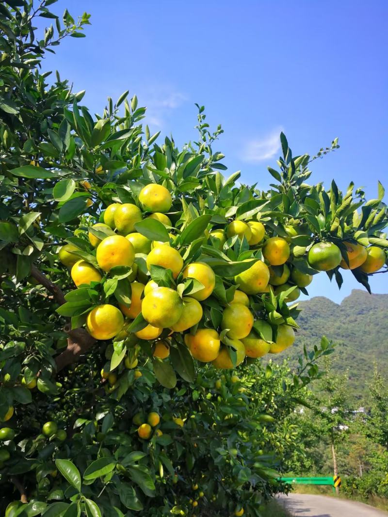 [标题]特早蜜橘湖北宜昌蜜橘产地直发皮薄味甜保质保量