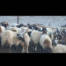 甘加藏羊冬羔子公母混合价格统一性价比高
