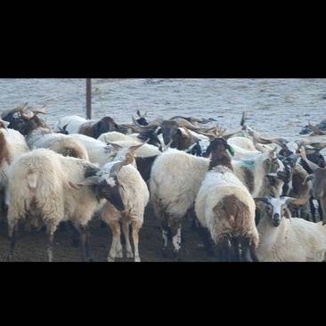 甘加藏羊冬羔子公母混合价格统一性价比高