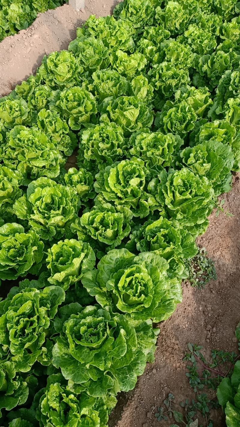 意大利生菜大棚头茬货量充足价格稳定一手货源产地直发