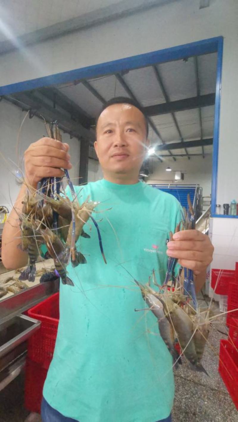 大量现货罗氏虾厂家销售，规格齐全，青岛现货