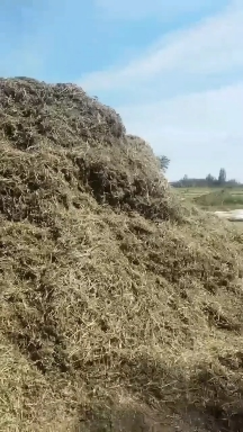 开封无土优质花生秧，全国发货，保质保量，诚信第一，