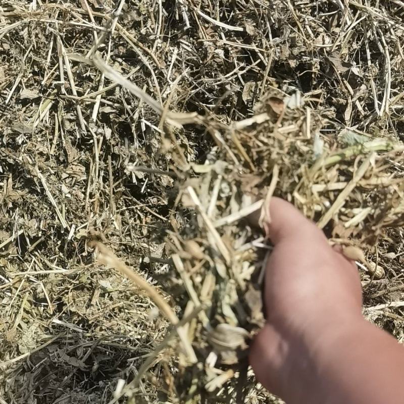 开封无土优质花生秧，全国发货，保质保量，诚信第一，