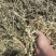 开封无土优质花生秧，全国发货，保质保量，诚信第一，