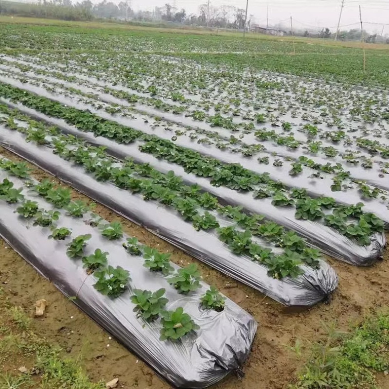 【银黑双色反光】农用黑地膜白地膜加厚抗老化塑料薄膜除草