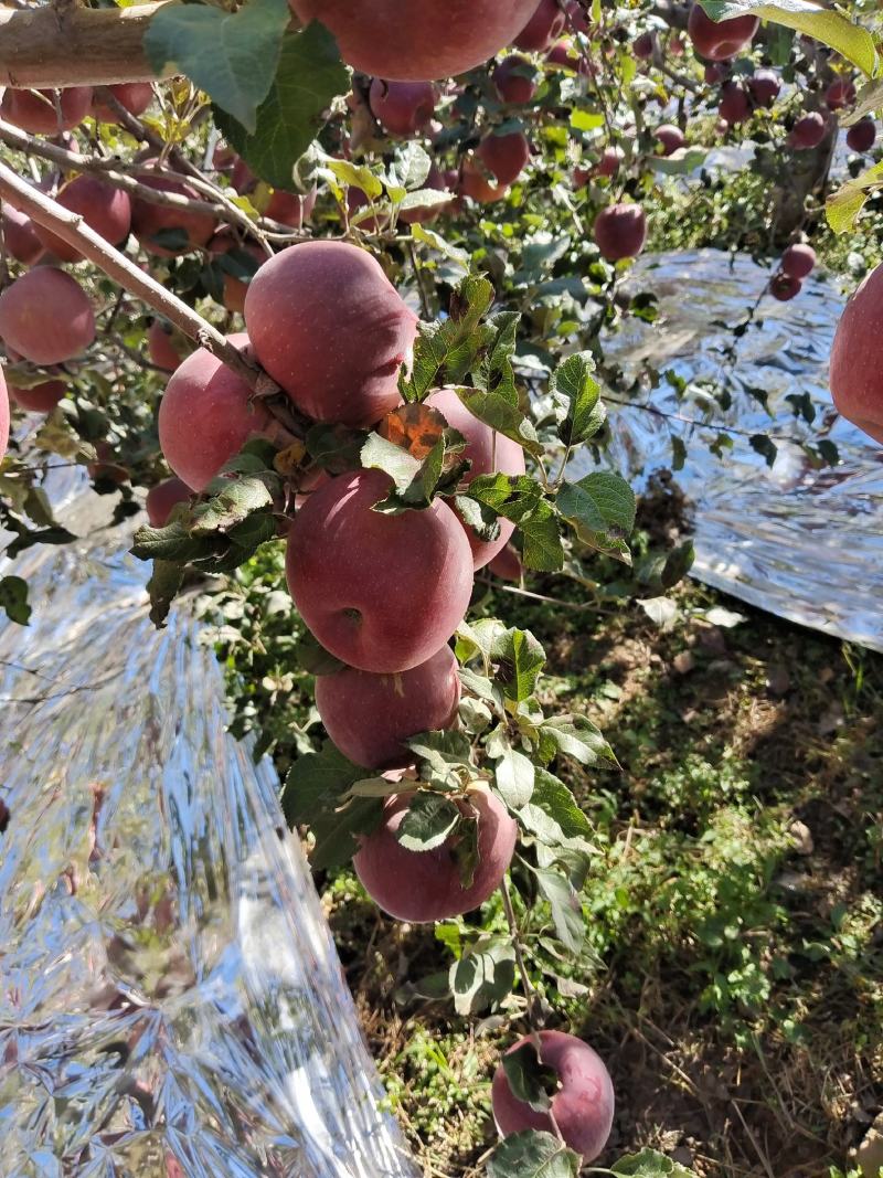 优质糖心苹果，红富士苹果甜度14个，产地直发，常年大量供应