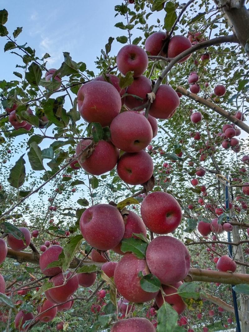 优质糖心苹果，红富士苹果甜度14个，产地直发，常年大量供应