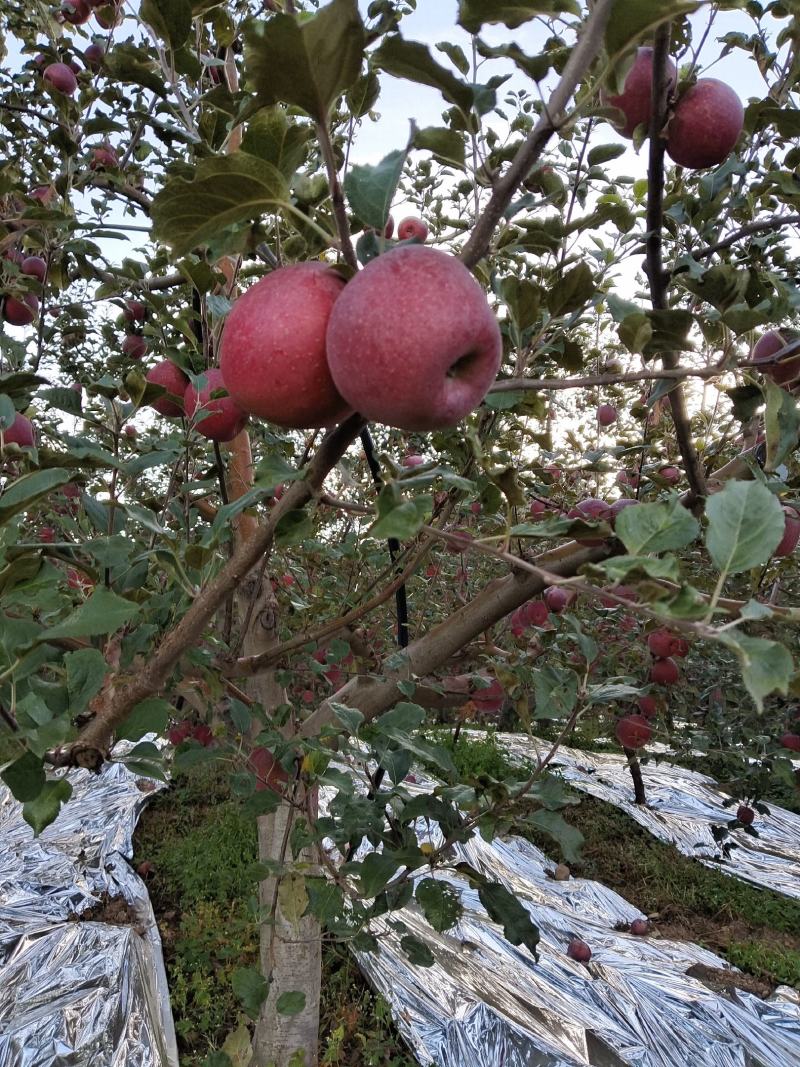 优质糖心苹果，红富士苹果甜度14个，产地直发，常年大量供应