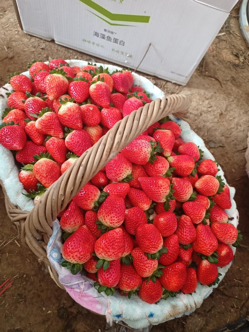精品优质草莓大量上市诚信经营一手货源欢迎来电