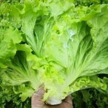 山东精品叶生菜大量上市品质保证一手货源量大从优