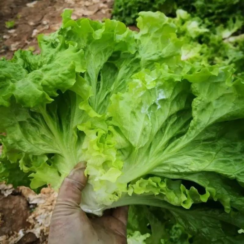 山东精品叶生菜大量上市品质保证一手货源量大从优