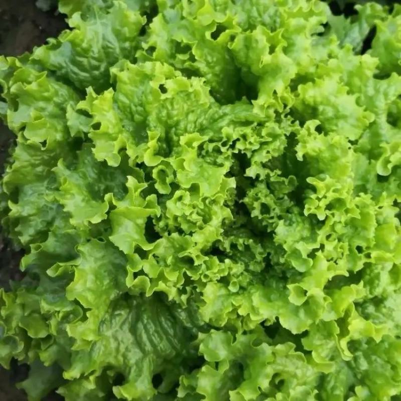 山东精品叶生菜大量上市品质保证一手货源量大从优