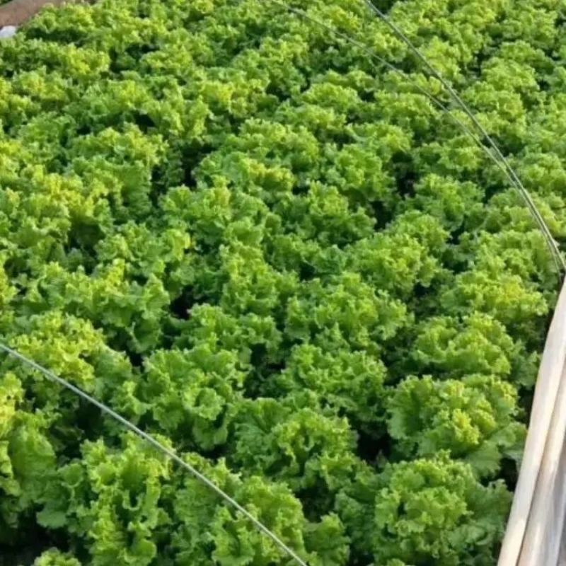 山东精品叶生菜大量上市品质保证一手货源量大从优