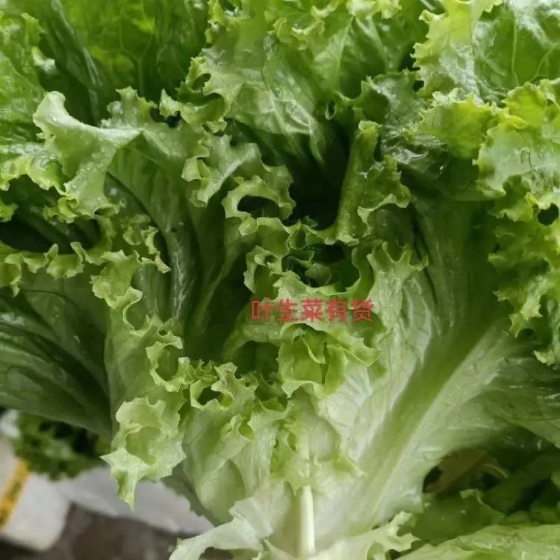 山东精品叶生菜大量上市品质保证一手货源量大从优
