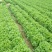 山东精品叶生菜大量上市品质保证一手货源量大从优