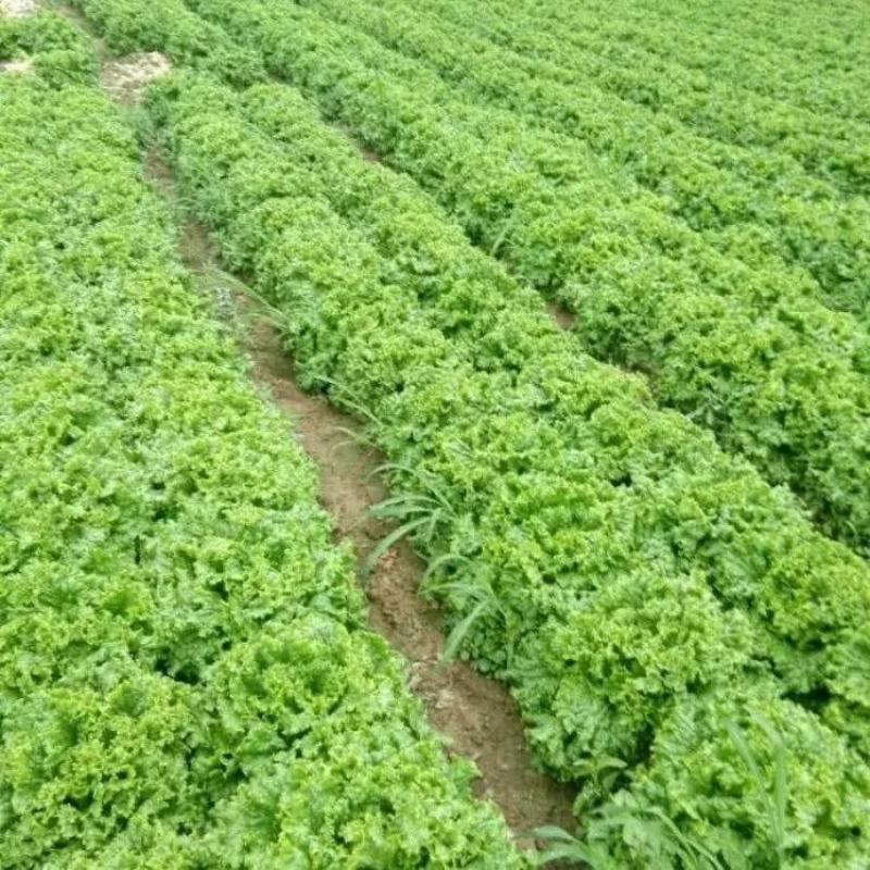 山东精品叶生菜大量上市品质保证一手货源量大从优