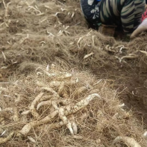 陕西精品黄精种茎苗圃直供品种齐全欢迎来电咨询