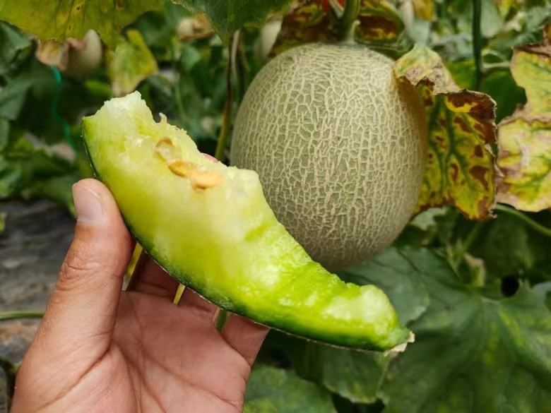 哈密瓜成熟度对比图