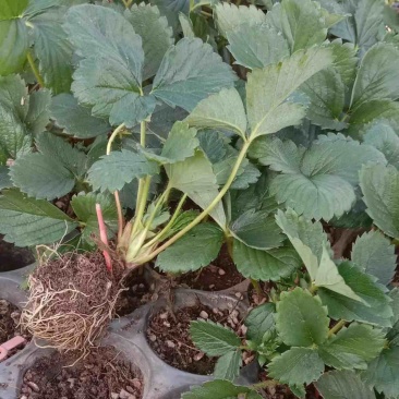 穴盘草莓苗