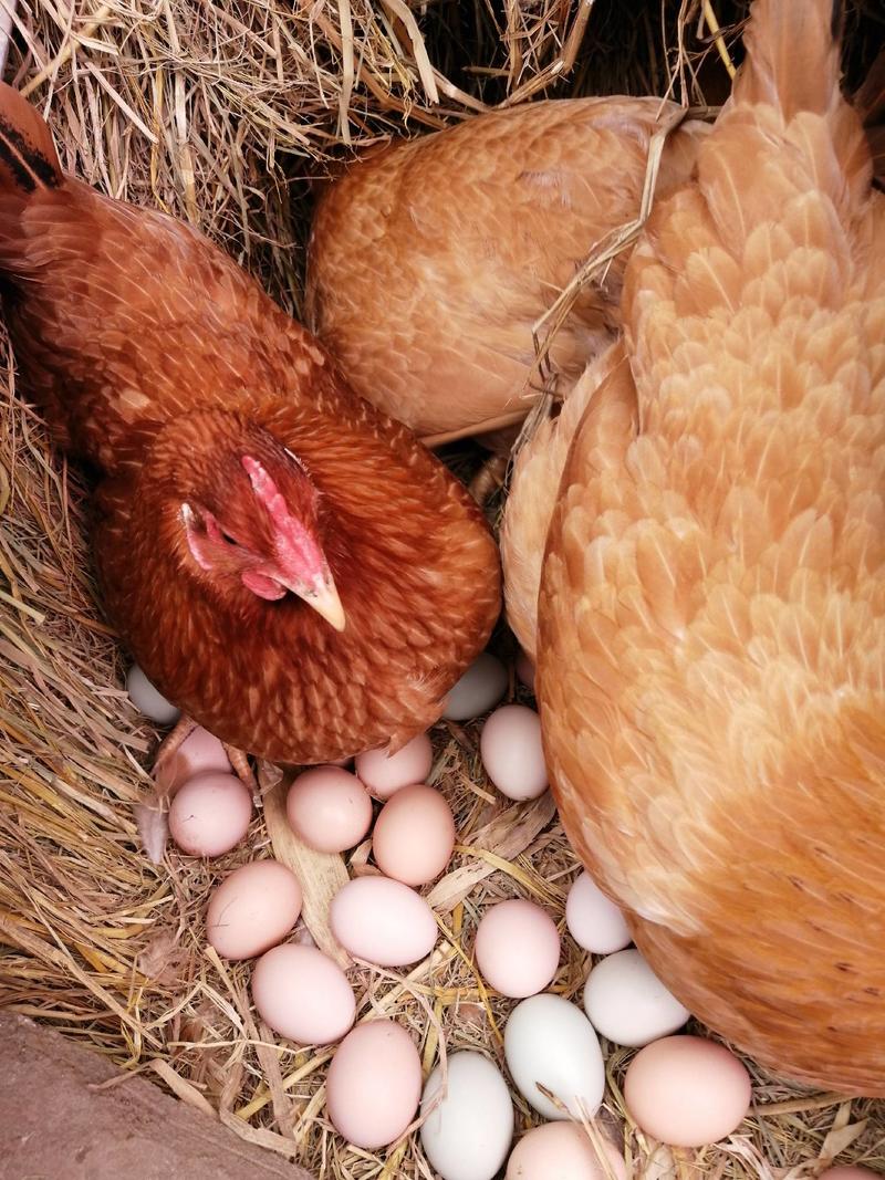 山林散养农家土鸡蛋现捡现发新鲜土鸡蛋