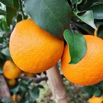 爱媛果冻橙高山种植个大果皮干净漂亮果肉细腻水分充足欢迎大