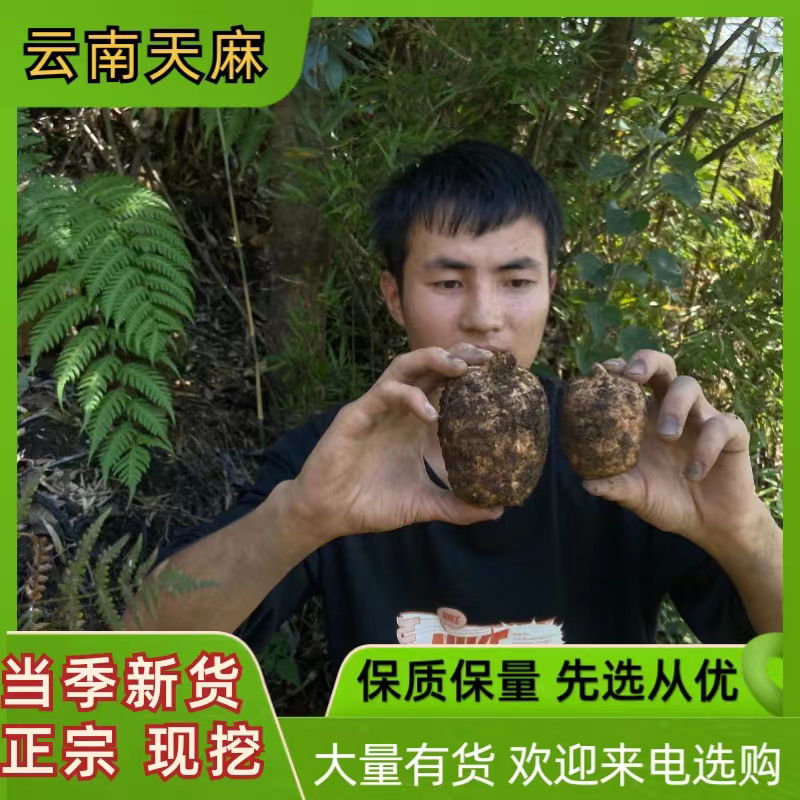 代买小草坝天麻视频看货1元/斤