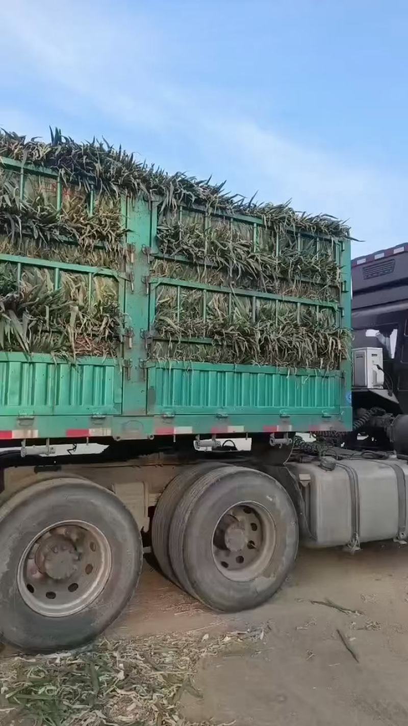 精品大葱铁杆大葱一手货源产地直发货源充足欢迎致电