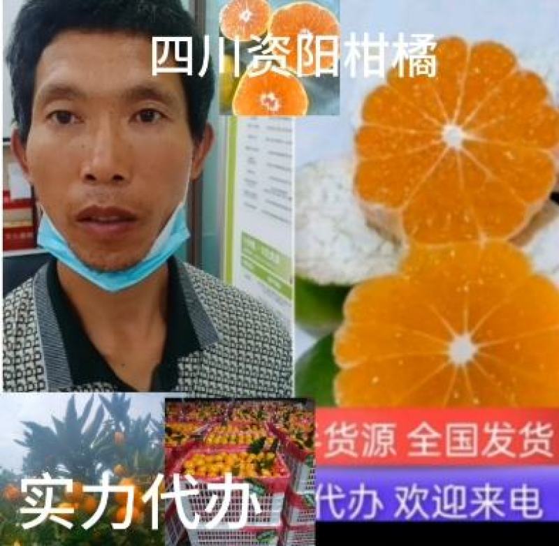普早蜜橘大量上市个头大皮薄味甜